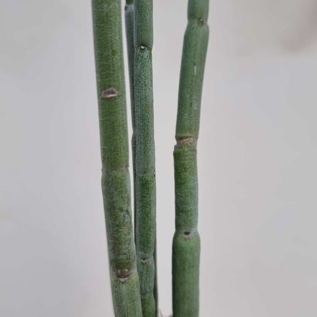Ceropegia fusca vaso Ø 7,5 | Rarità CactusMania