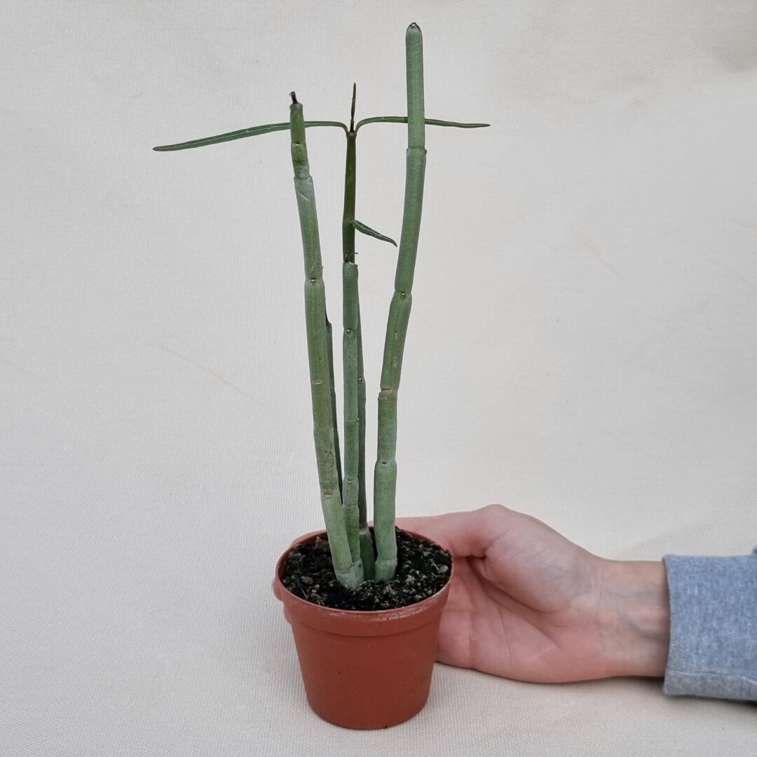 Ceropegia fusca vaso Ø 7,5 | Rarità CactusMania