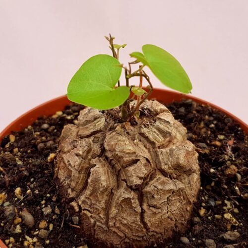 Dioscorea elephantipes montana vaso Ø 12