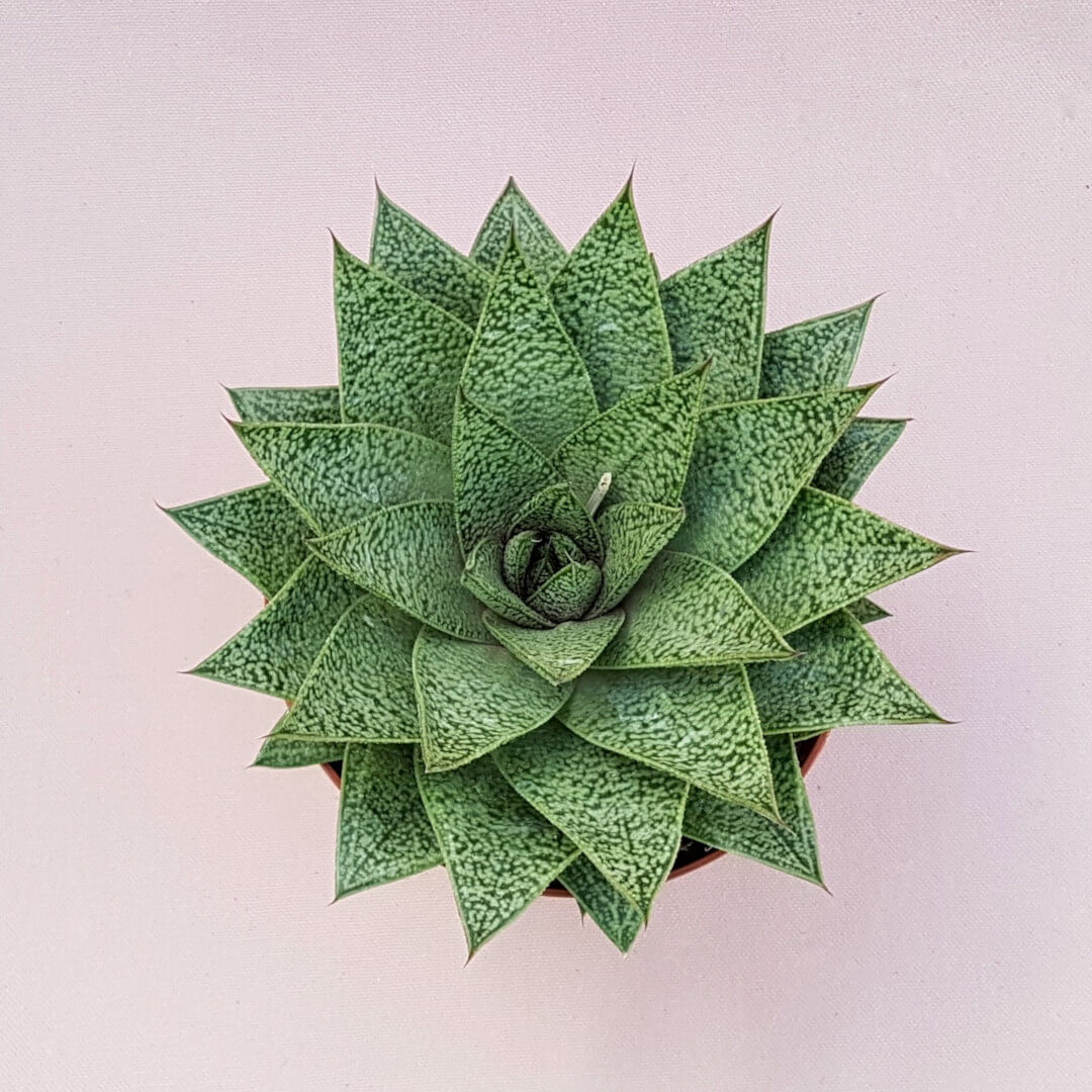 Gasteria D Tiga vaso Ø 13