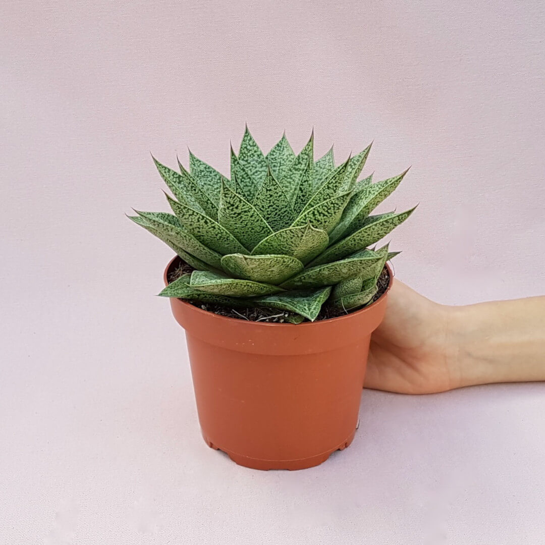 Gasteria D Tiga vaso Ø 13