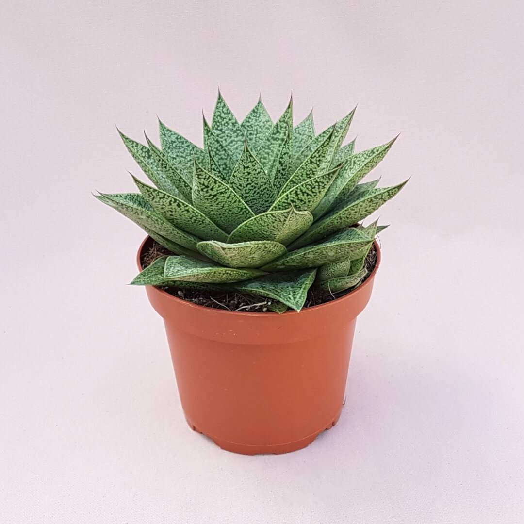 Gasteria D Tiga vaso Ø 13
