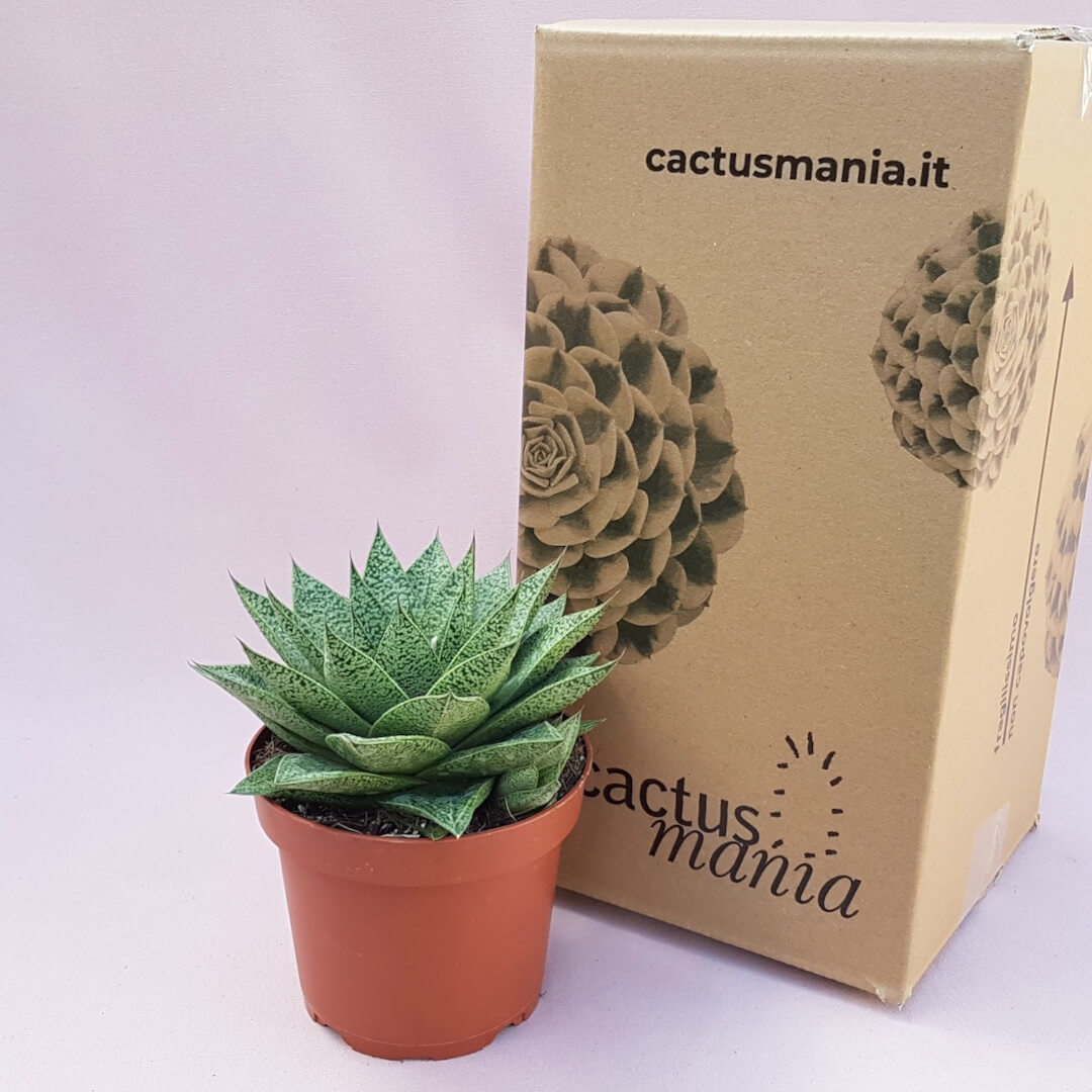 Gasteria D Tiga vaso Ø 13