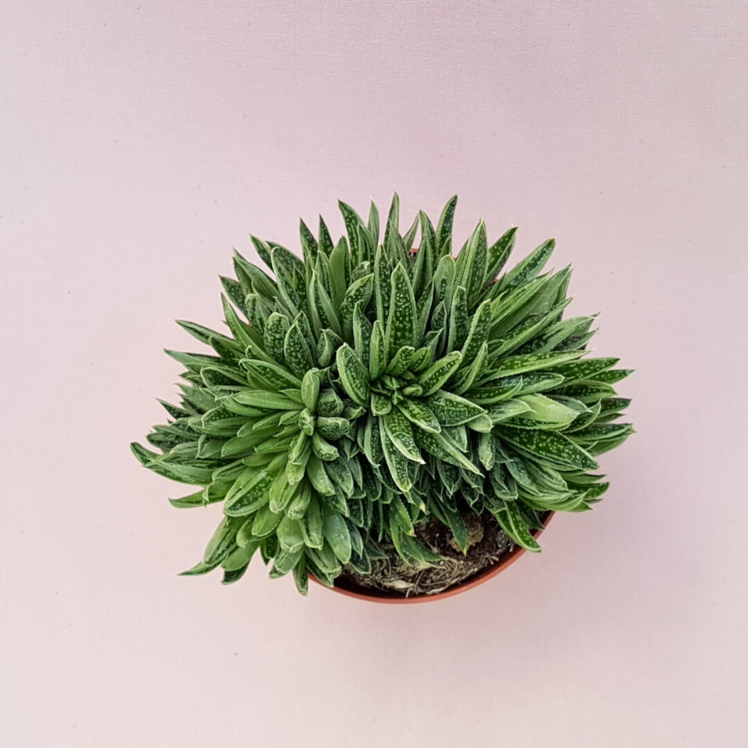 Gasteria Spirit Crestata vaso Ø 13