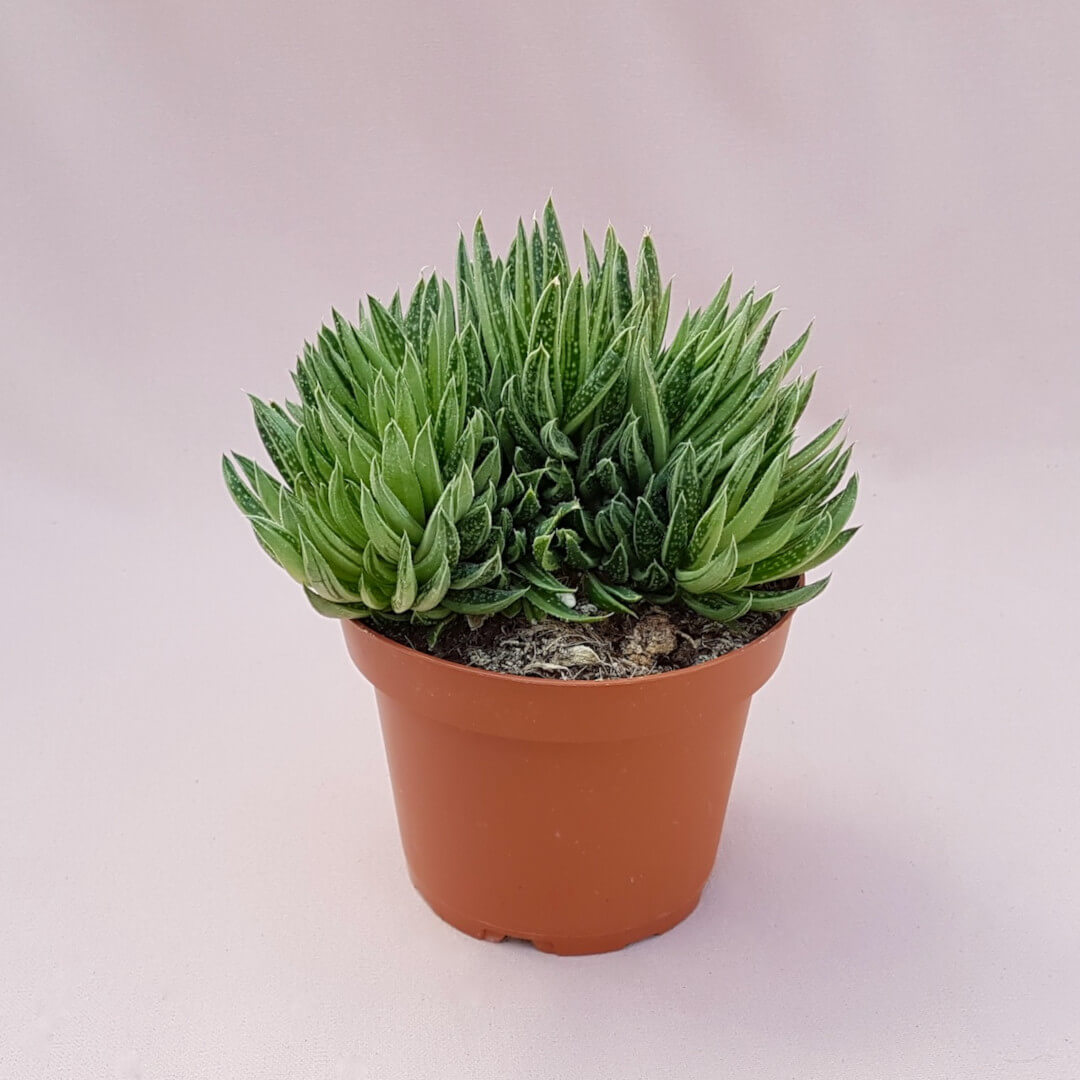 Gasteria Spirit Crestata vaso Ø 13