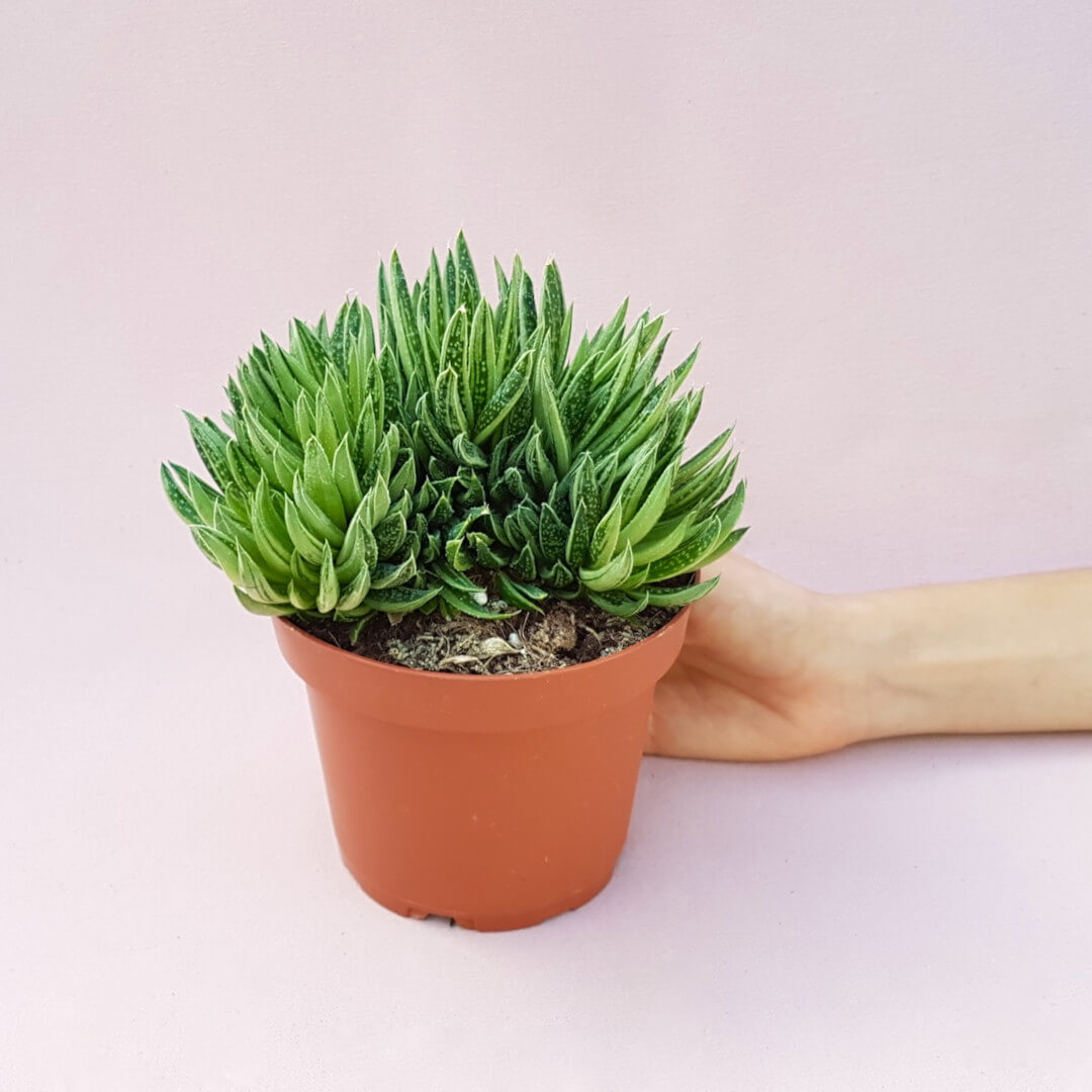 Gasteria Spirit Crestata vaso Ø 13