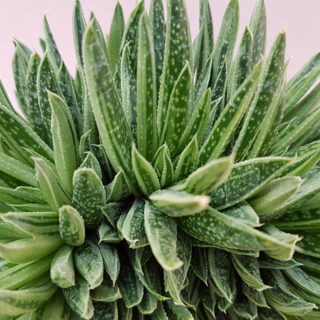 Gasteria Spirit Crestata vaso Ø 13