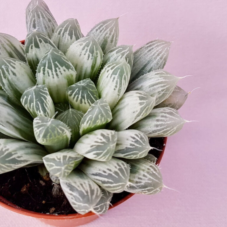Haworthia cooperi pilifera variegata vaso Ø 7,5