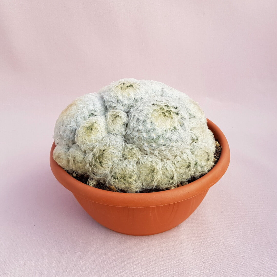Mammillaria plumosa vaso Ø 20