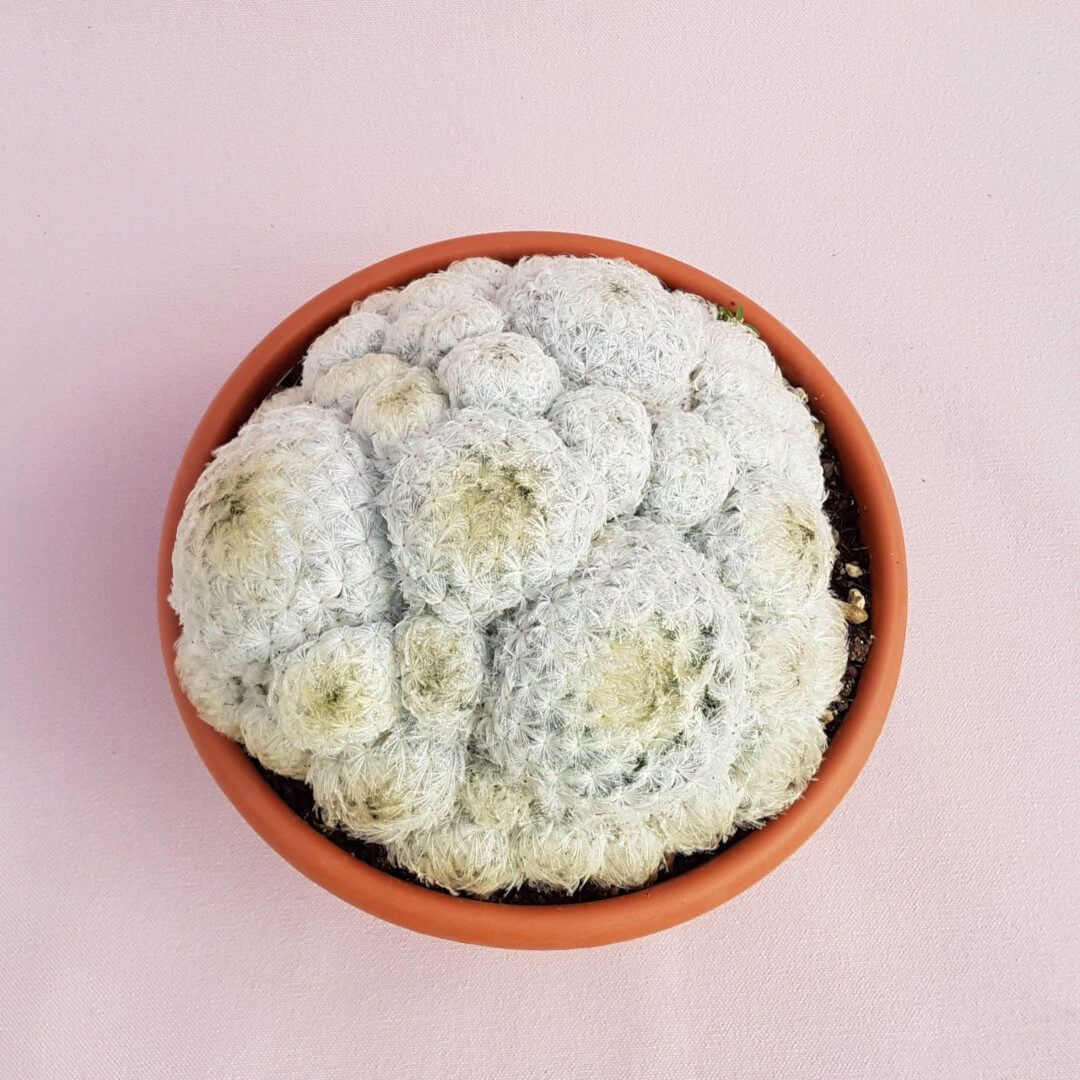 Mammillaria plumosa vaso Ø 20