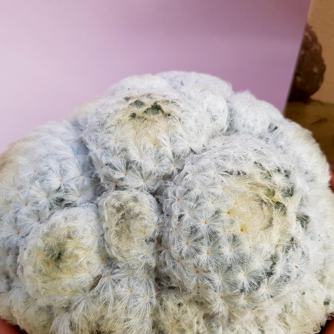 Mammillaria plumosa vaso Ø 20