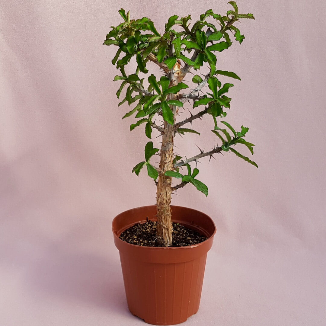 Monadenium elegans vaso Ø 14