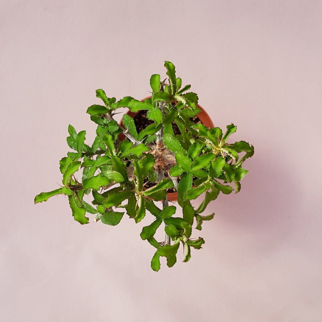 Monadenium elegans vaso Ø 14