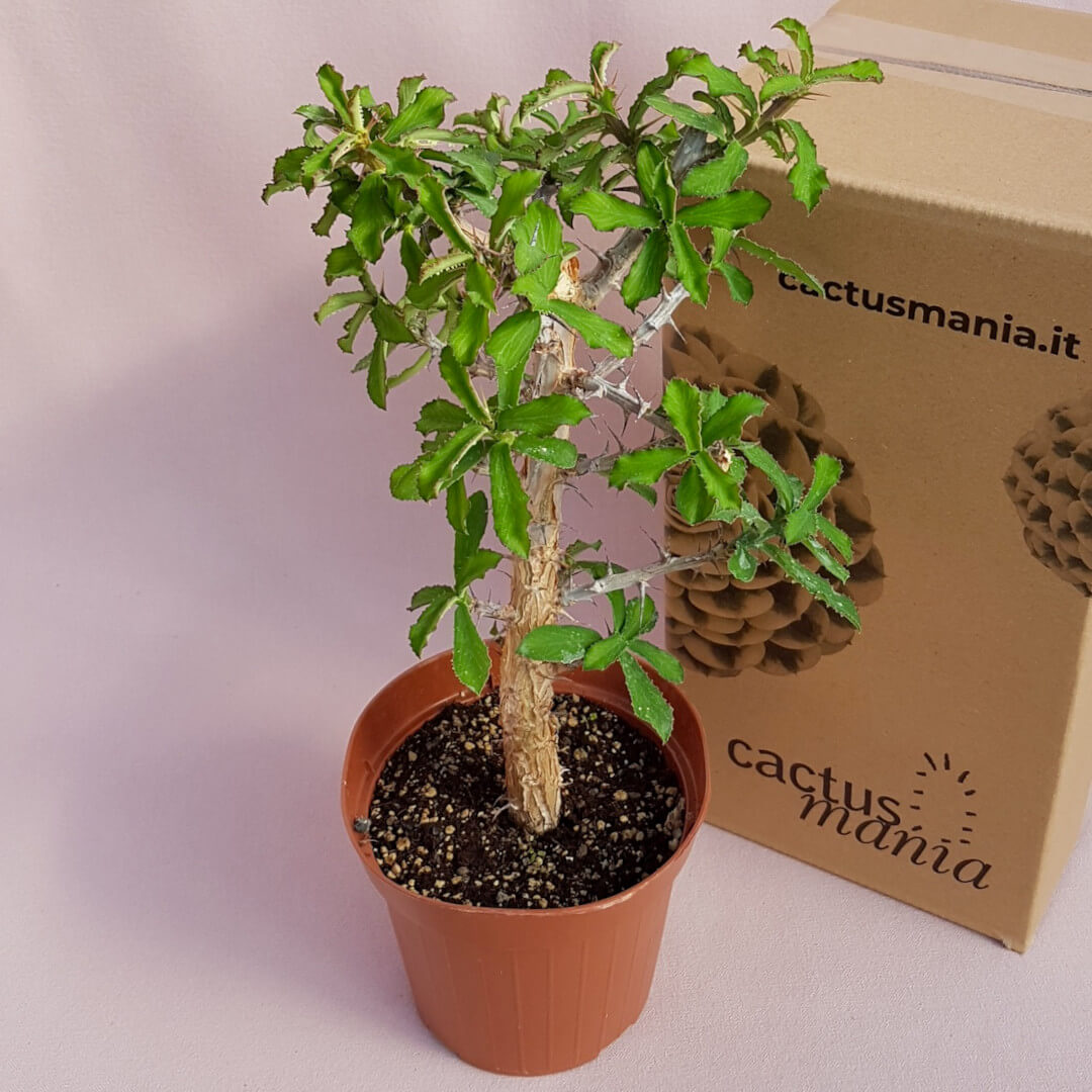 Monadenium elegans vaso Ø 14