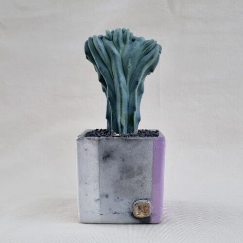 Myrtillocactus geometrizans crestato vaso 10x10 | ManeRaku