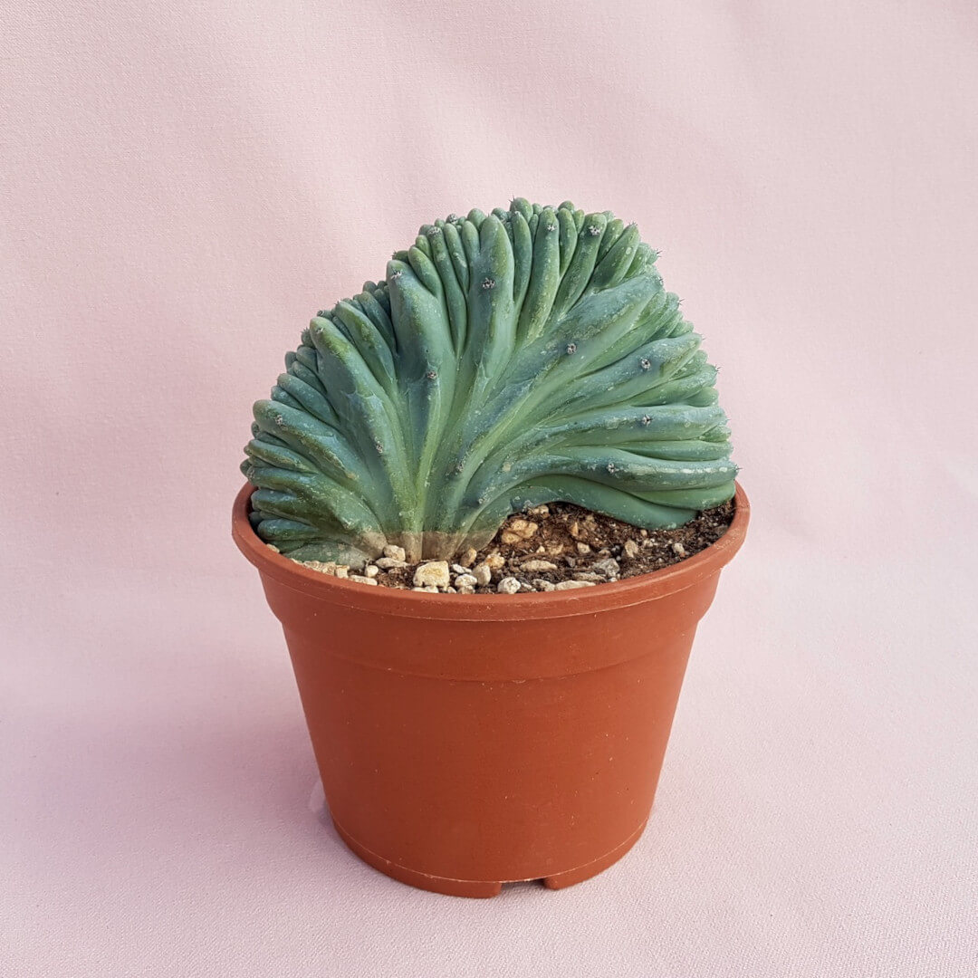 Myrtillocactus geometrizans crestato vaso Ø17