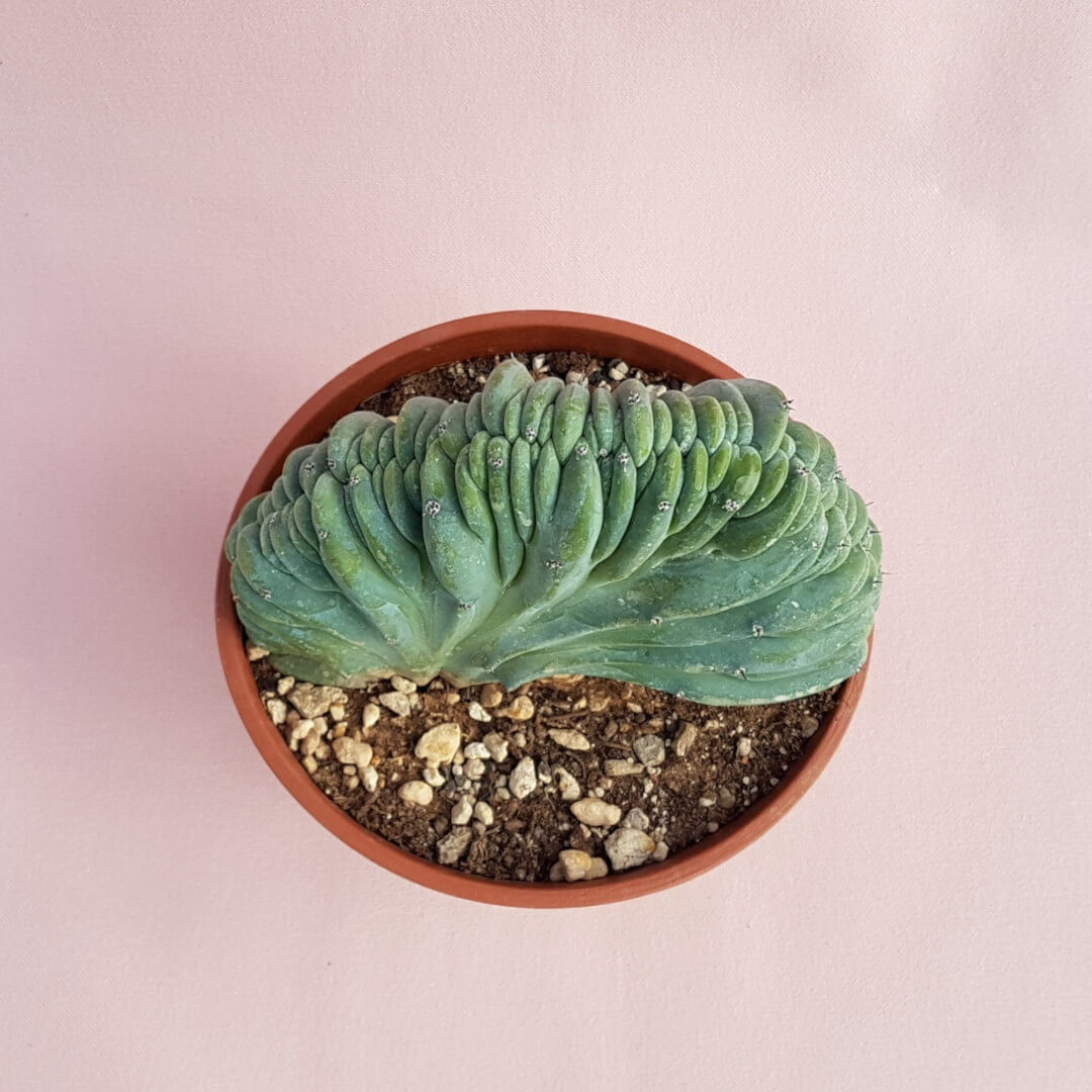 Myrtillocactus geometrizans crestato vaso Ø16