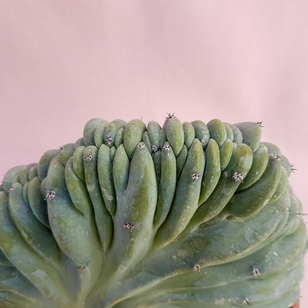 Myrtillocactus geometrizans crestato vaso Ø16