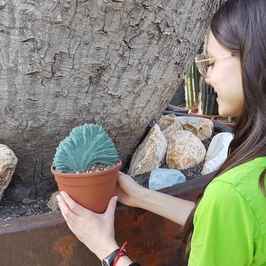 Myrtillocactus geometrizans crestato vaso Ø16