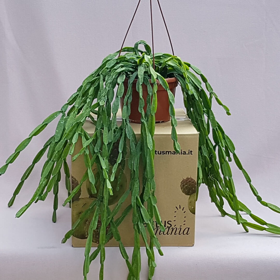 Rhipsalis paradoxa vaso basket Ø 20