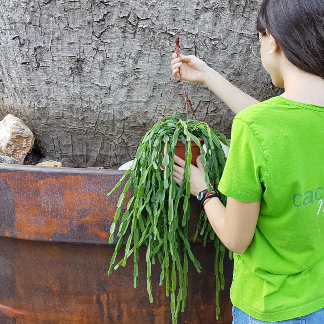 Rhipsalis paradoxa vaso basket Ø 20