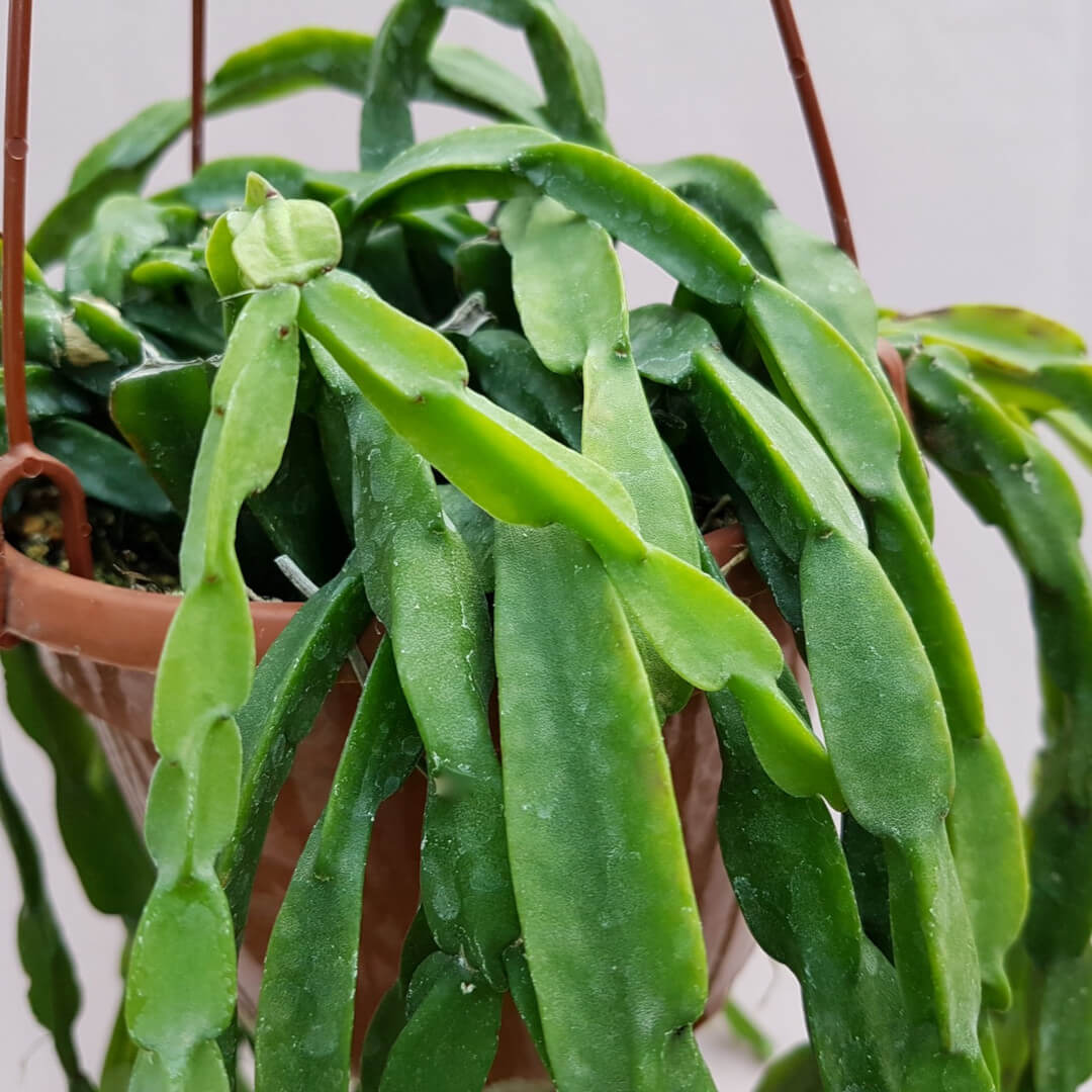 Rhipsalis paradoxa vaso basket Ø 20