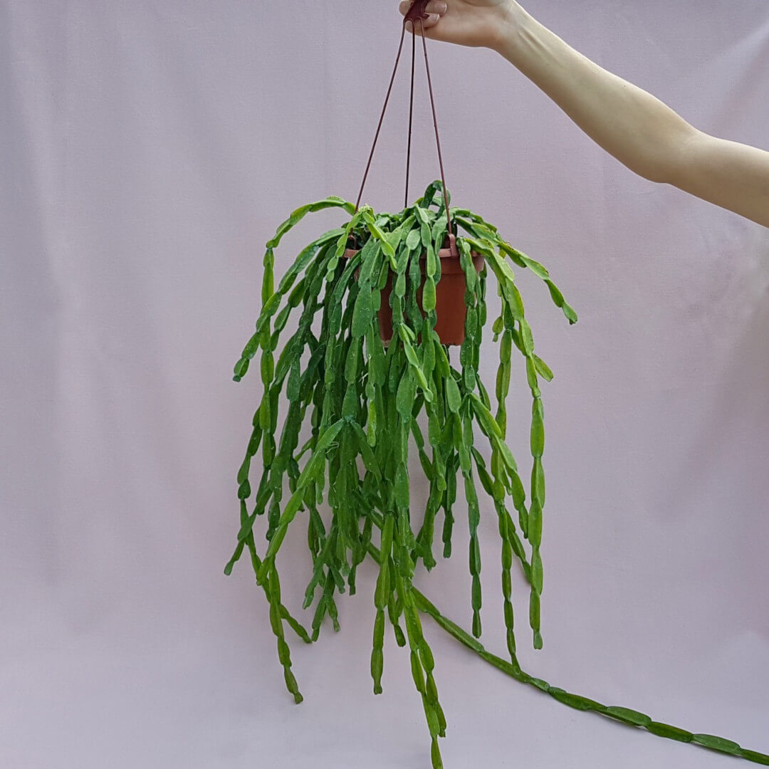 Rhipsalis paradoxa vaso basket Ø 20