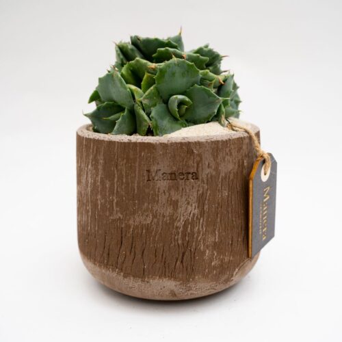Agave potatorum vaso in terracotta Choco small Ø 14