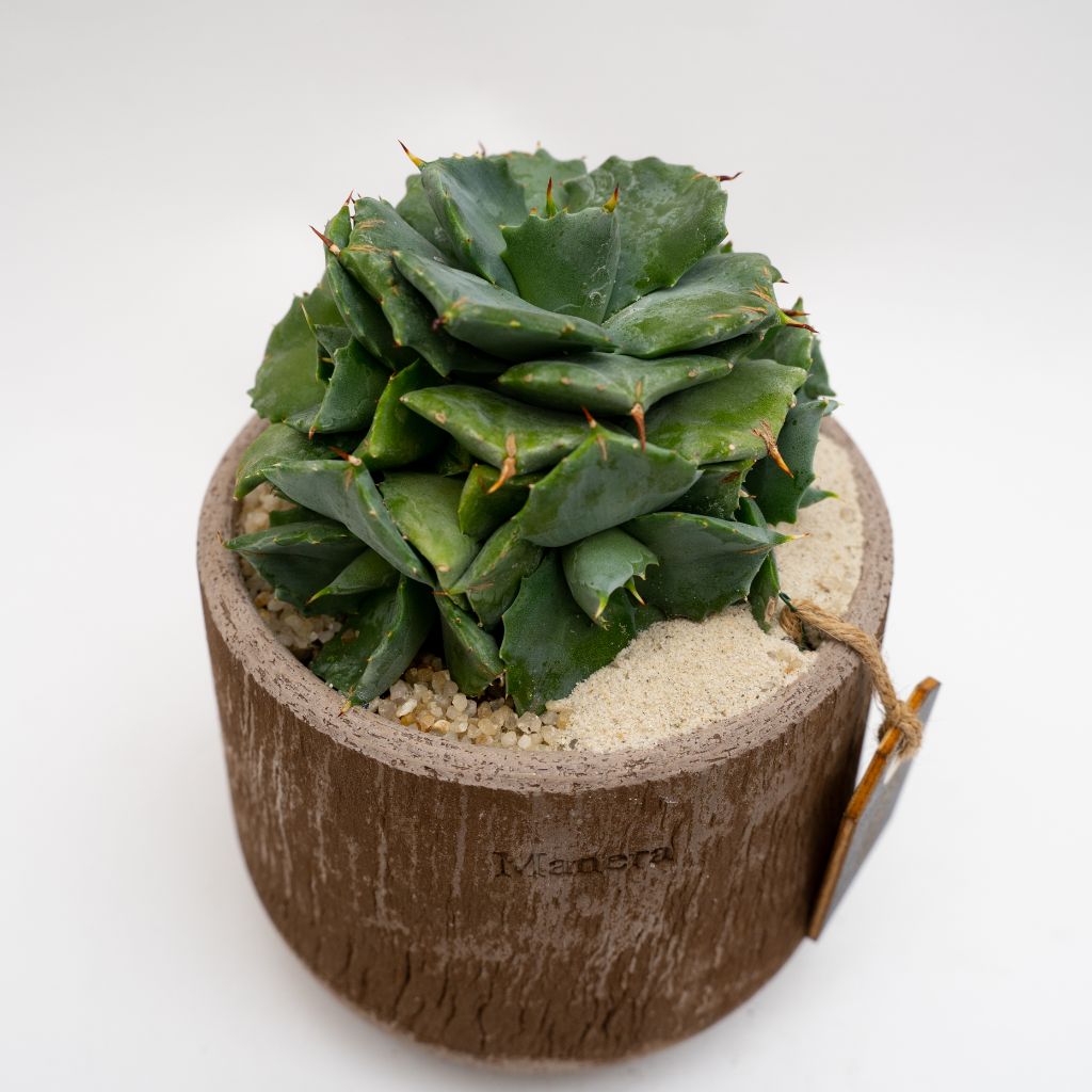 Agave potatorum vaso in terracotta Choco small Ø 14
