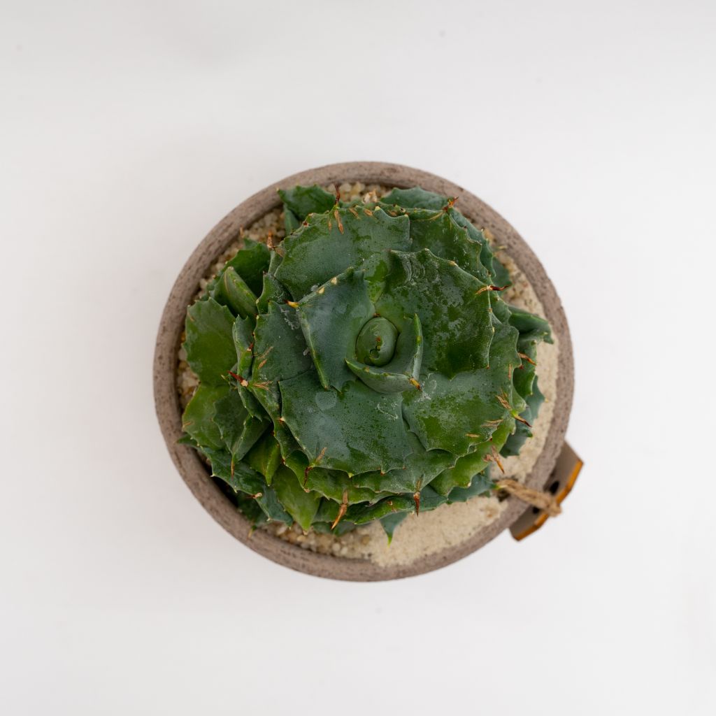 Agave potatorum vaso in terracotta Choco small Ø 14