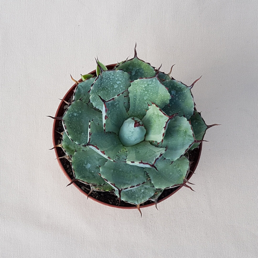 Agave potatorum variegata vaso Ø 14 | CactusMania