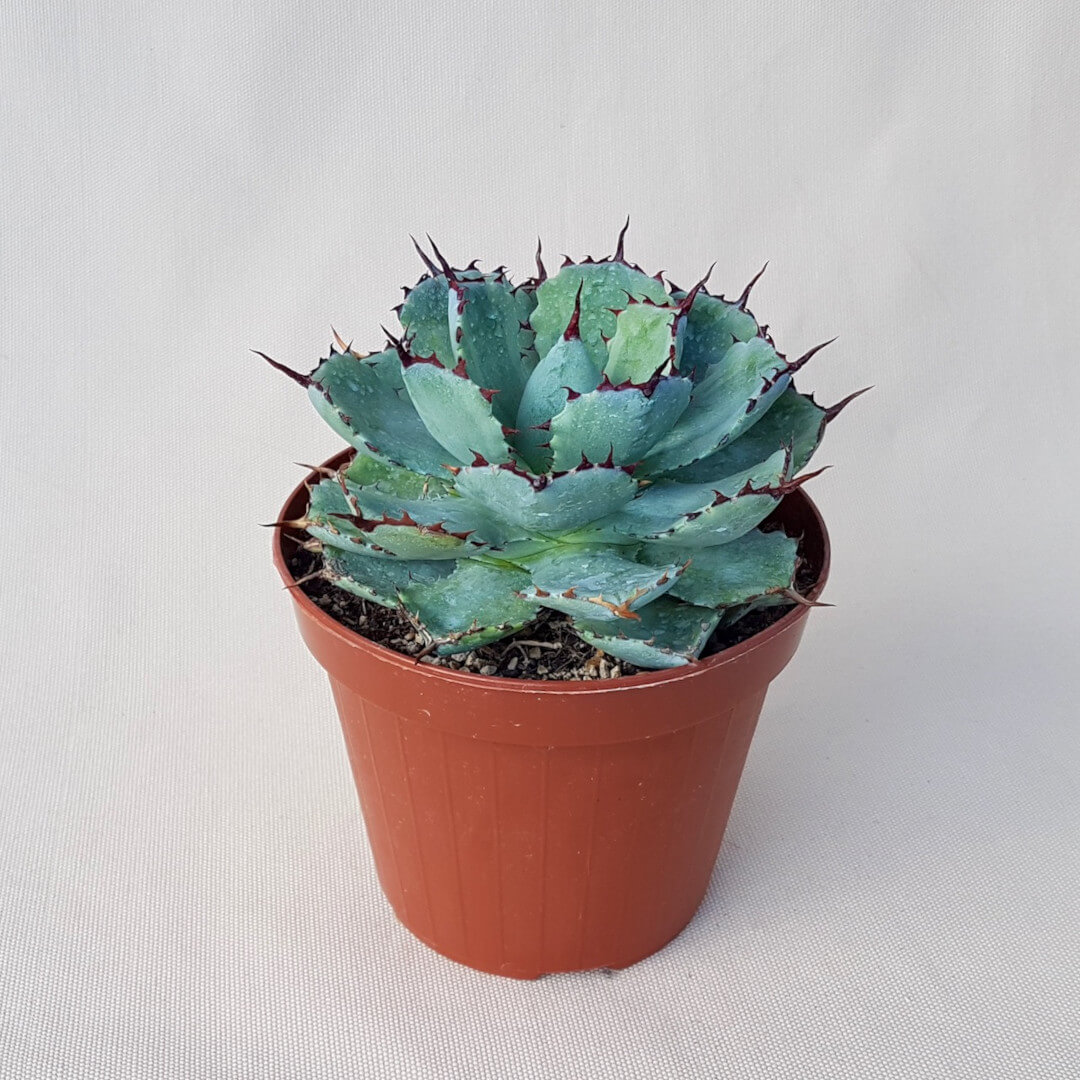 Agave potatorum variegata vaso Ø 14 | CactusMania