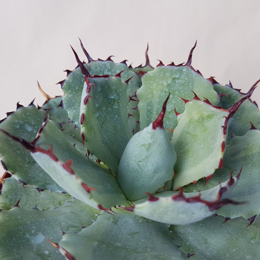 Agave potatorum variegata vaso Ø 14 | CactusMania