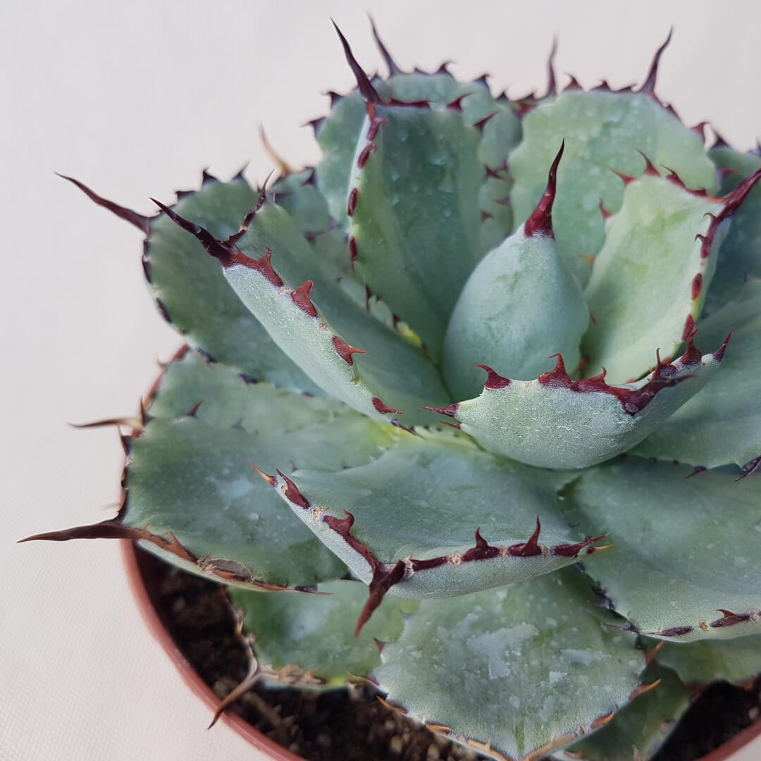 Agave potatorum variegata vaso Ø 14 | CactusMania
