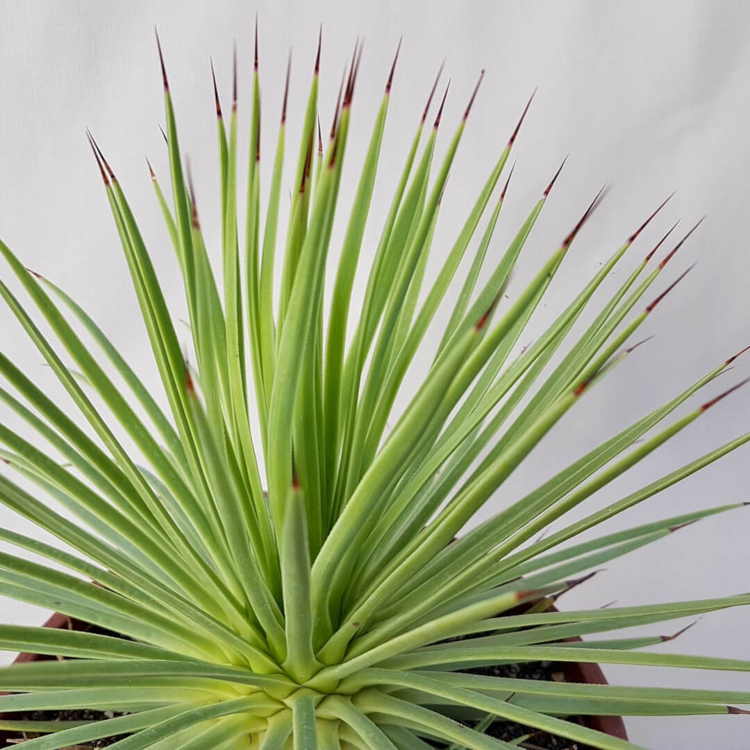 Agave stricta nana vaso Ø 20