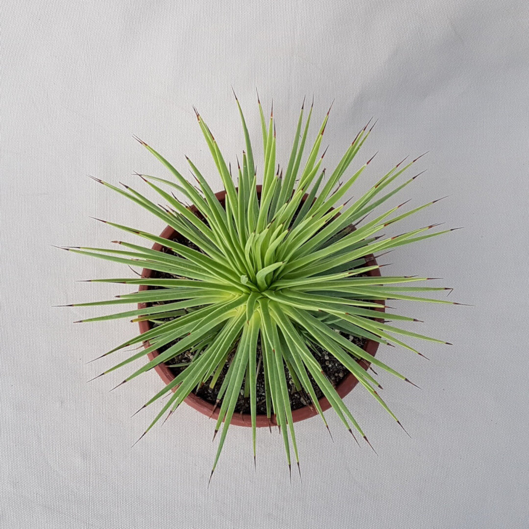 Agave stricta nana vaso Ø 20
