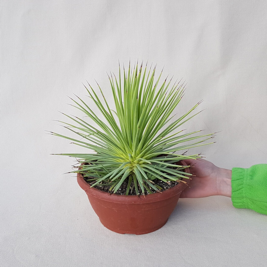 Agave stricta nana vaso Ø 20