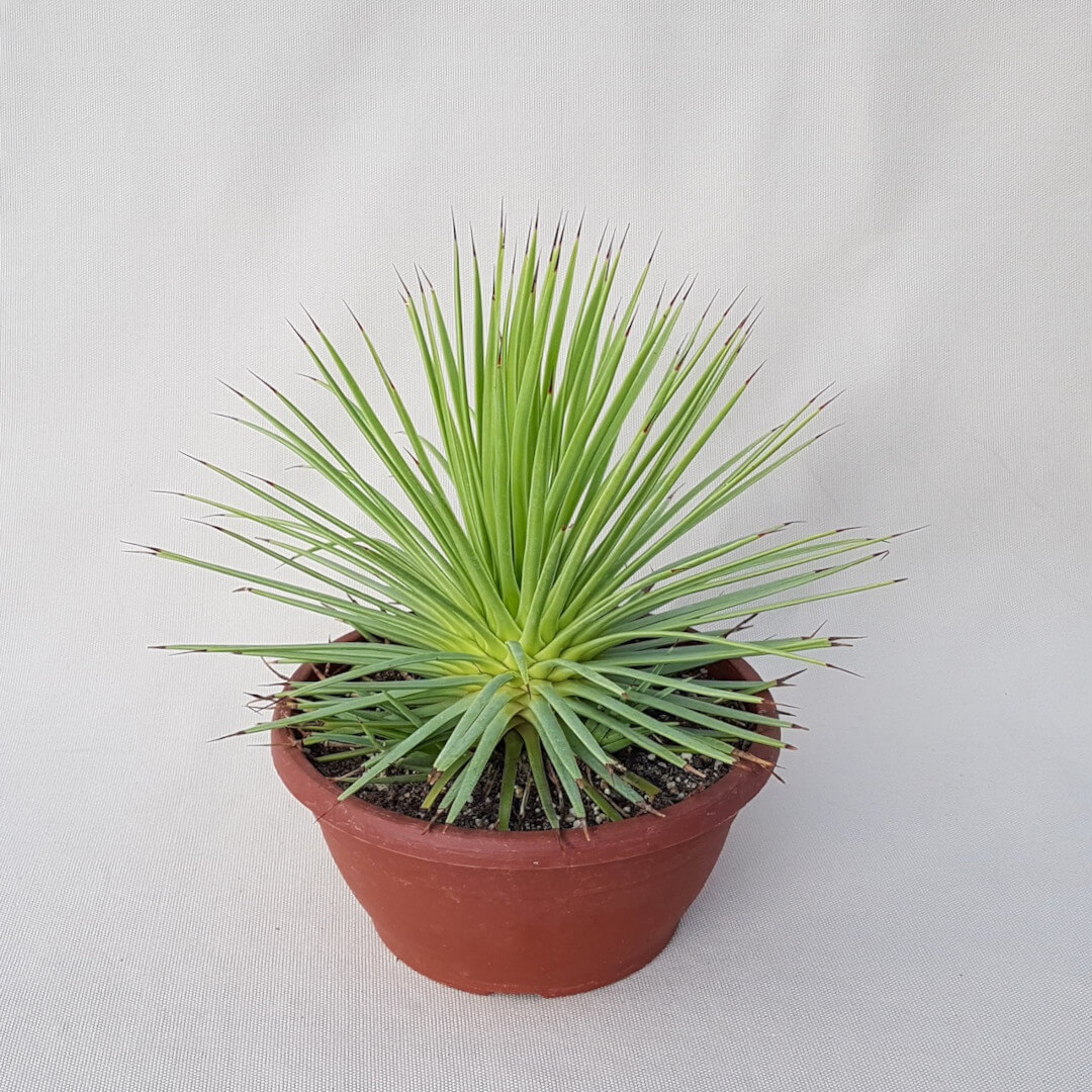 Agave stricta nana vaso Ø 20