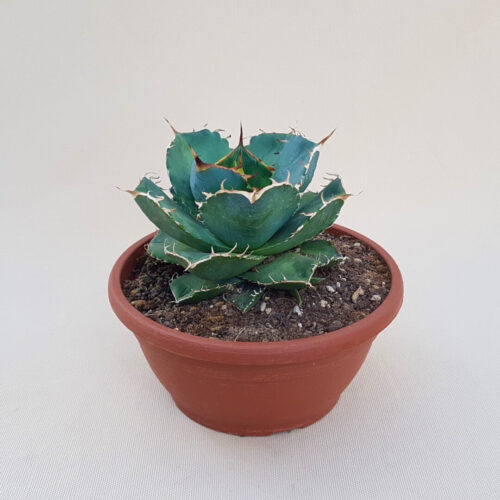 Agave titanota vaso Ø 20 | CactusMania