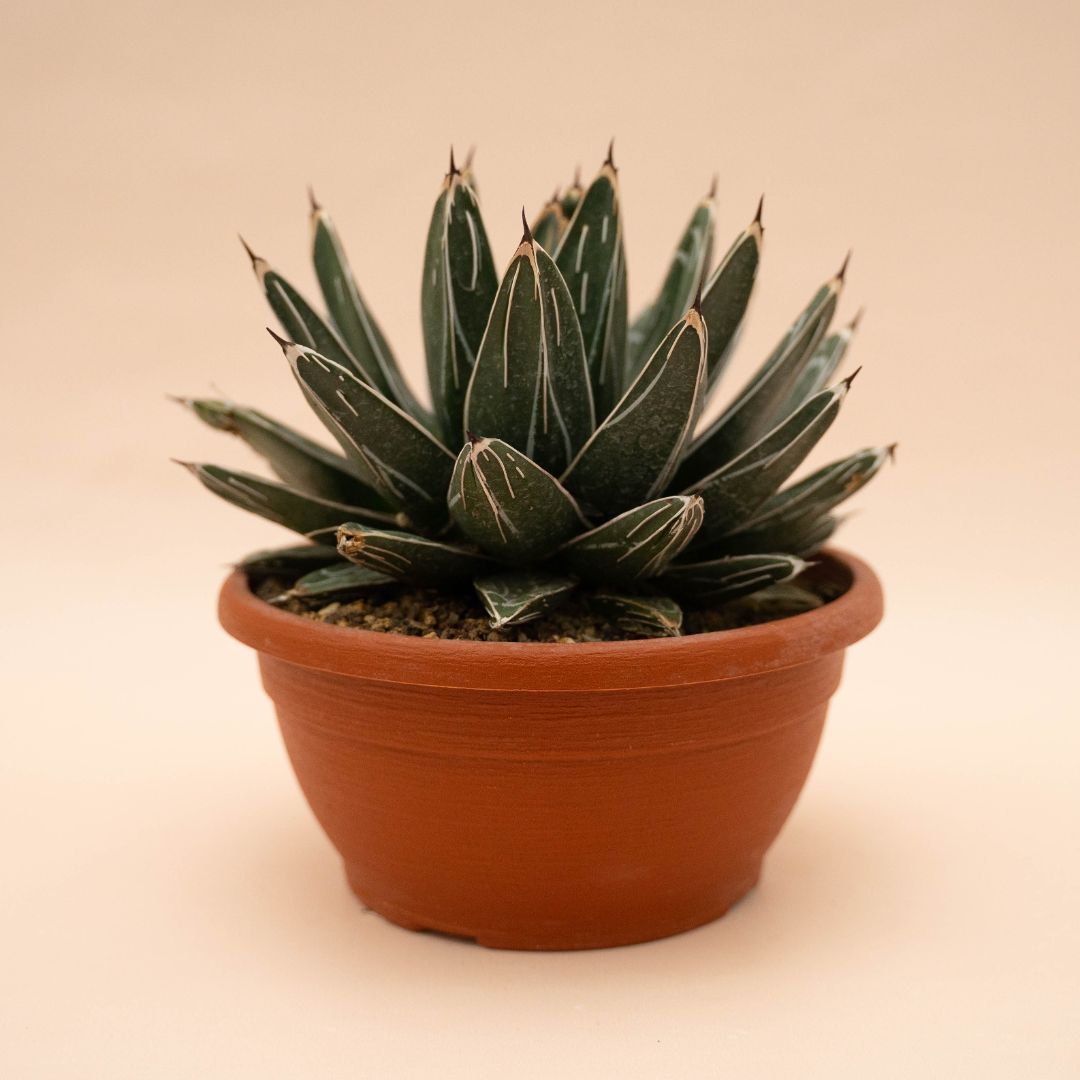 Agave victoriae-reginae vaso Ø 20