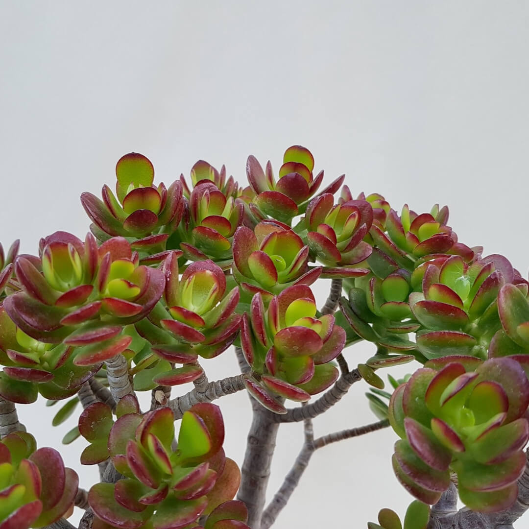 Crassula portulacea minor vaso Ø 20 | CactusMania