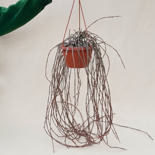 Cynanchum marnierianum vaso basket Ø 14 | CactusMania