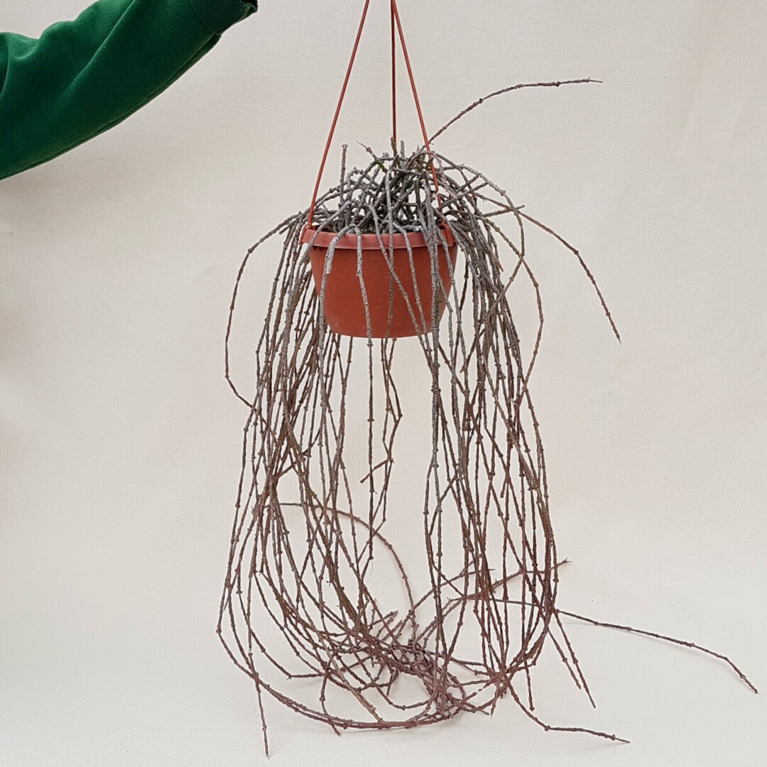 Cynanchum marnierianum vaso basket Ø 14 | CactusMania