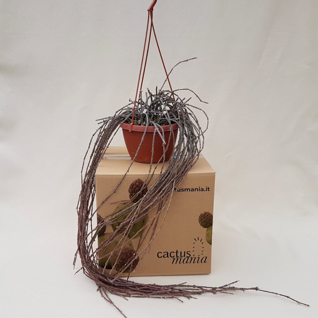 Cynanchum marnierianum vaso basket Ø 14 | CactusMania