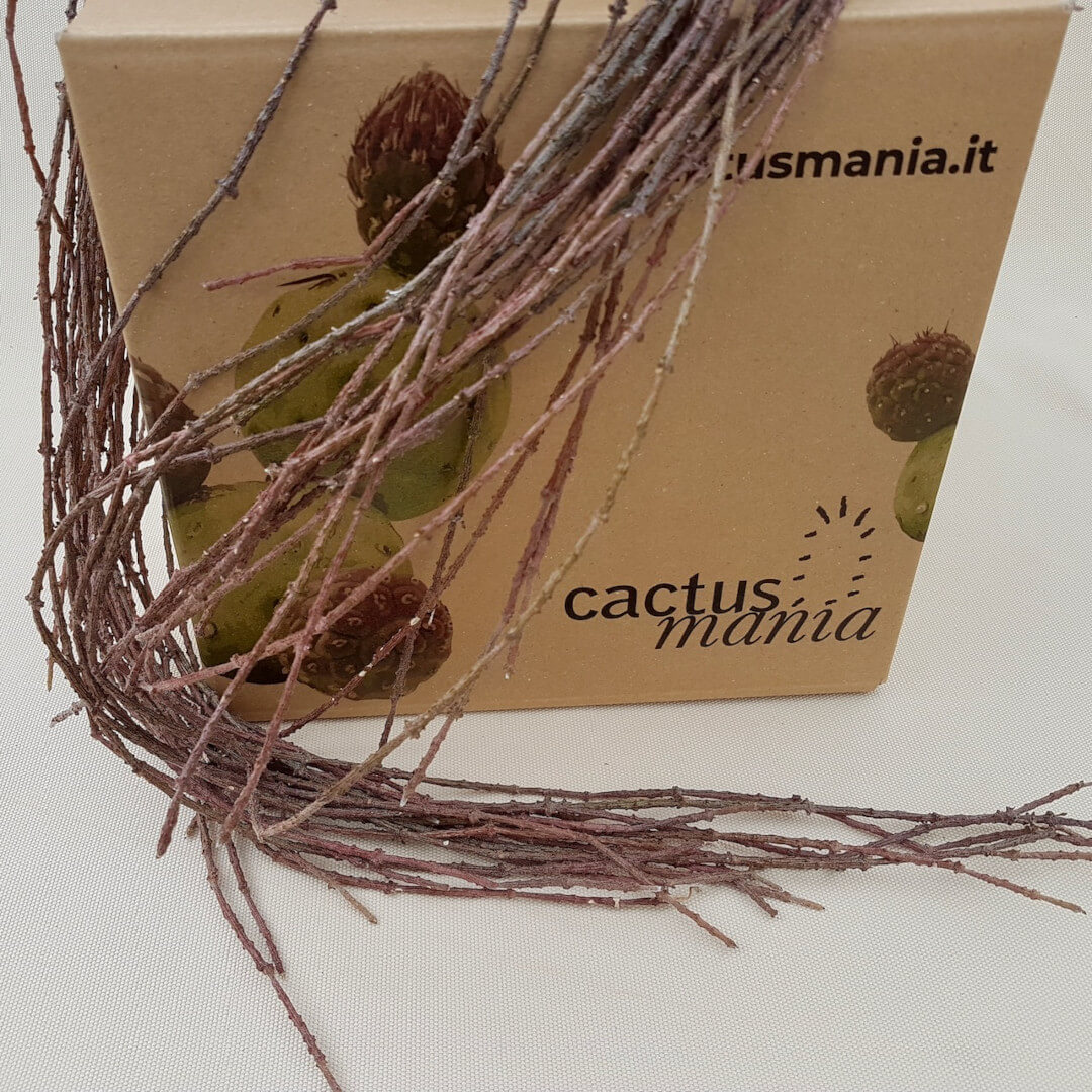 Cynanchum marnierianum vaso basket Ø 14 | CactusMania