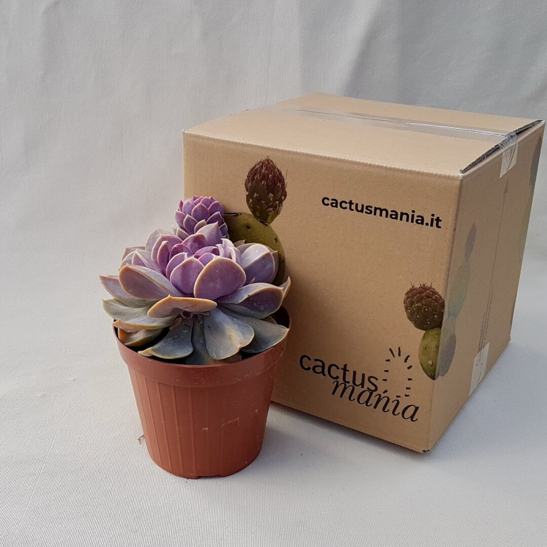 Echeveria Serena vaso Ø 14 | CactusMania