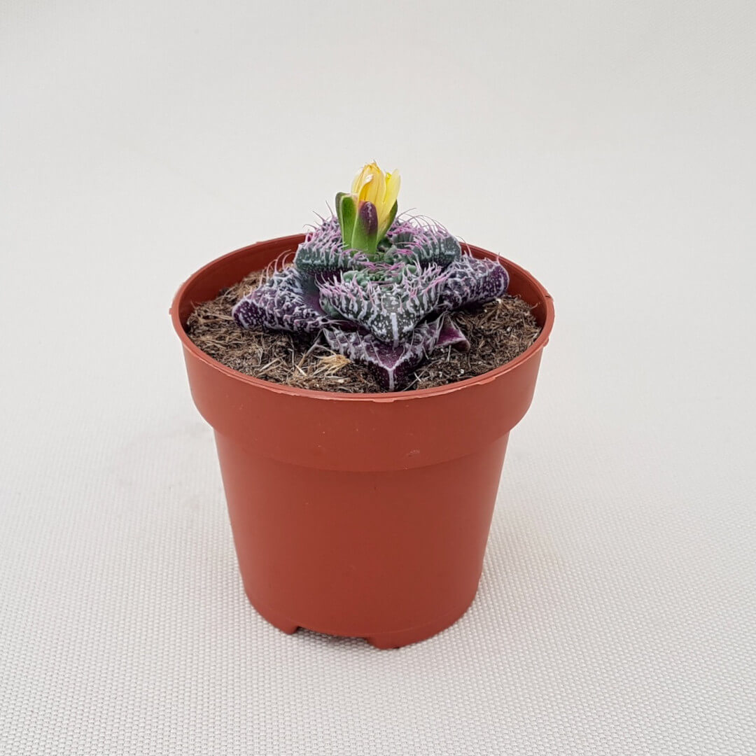 Faucaria felina subs cv Super Warty vaso Ø 8 | CactusMania