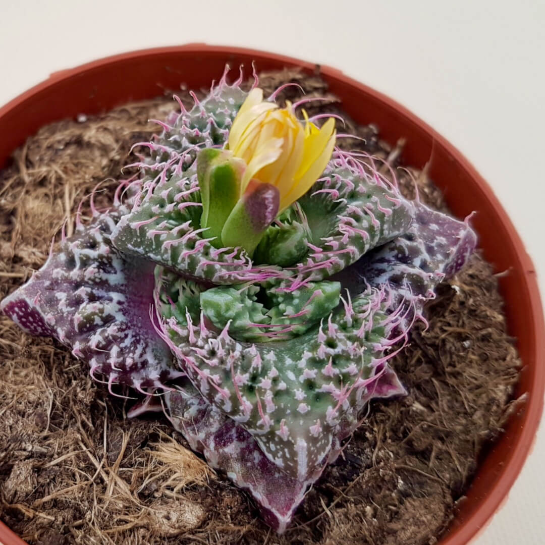 Faucaria felina subs cv Super Warty vaso Ø 8 | CactusMania