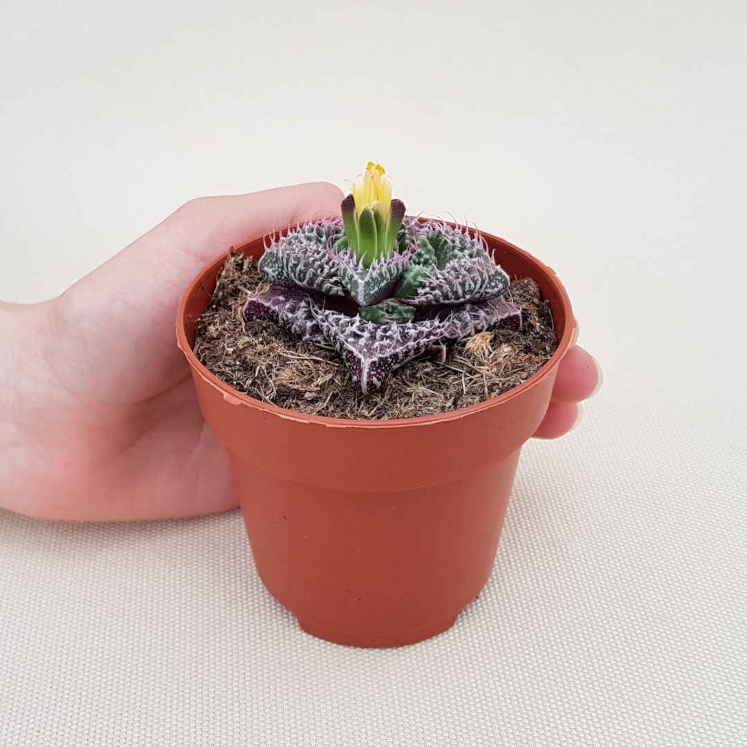 Faucaria felina subs cv Super Warty vaso Ø 8 | CactusMania