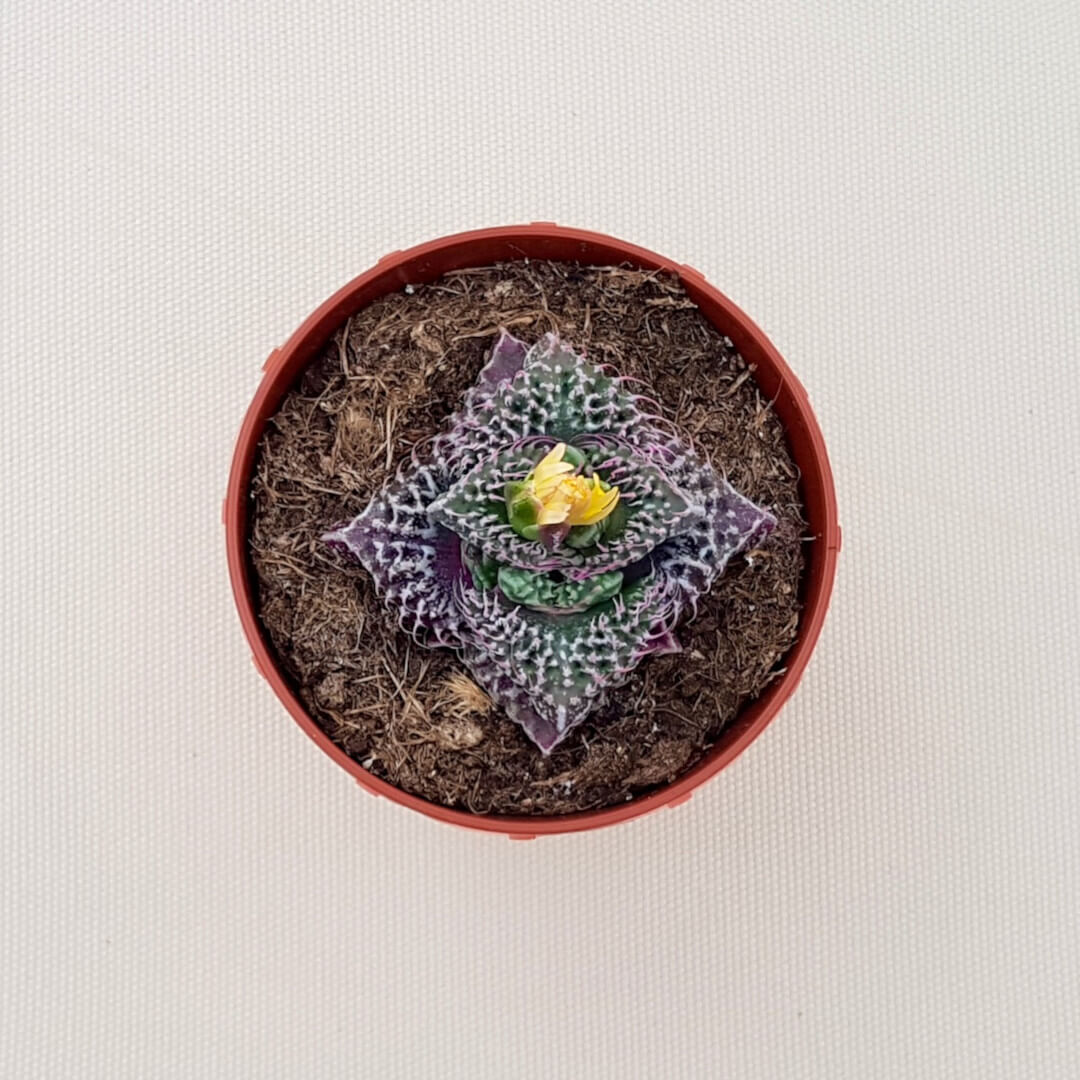 Faucaria felina subs cv Super Warty vaso Ø 8 | CactusMania